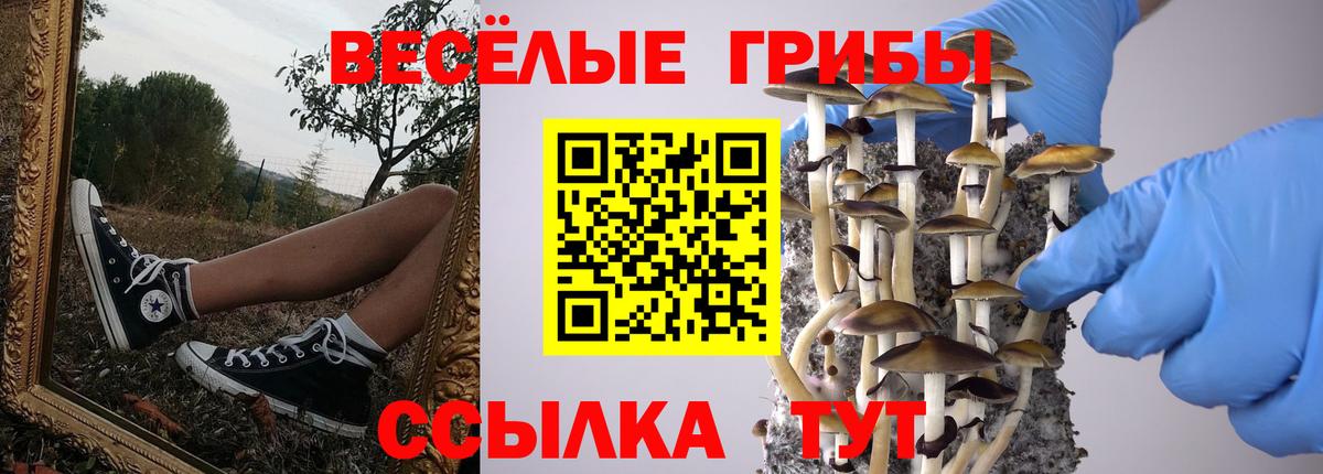 Галлюциногенные грибы Cubensis Междуреченск